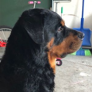 Meet your Posher, Sonny